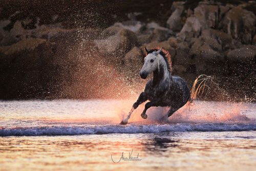 Pic by Alisa Konrad - Pferdefotografie