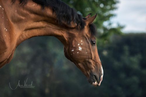Pic by Alisa Konrad - Pferdefotografie