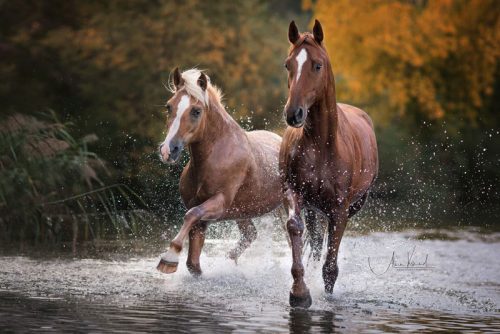 Pic by Alisa Konrad - Pferdefotografie