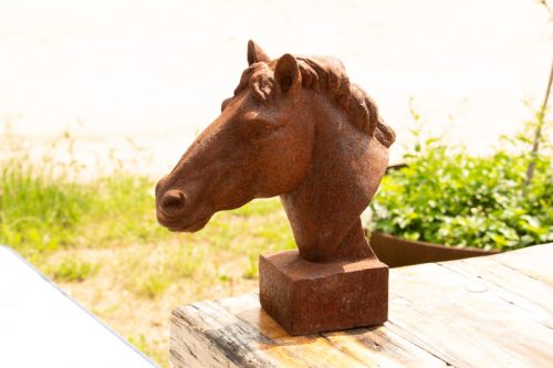 Curly Horse 11