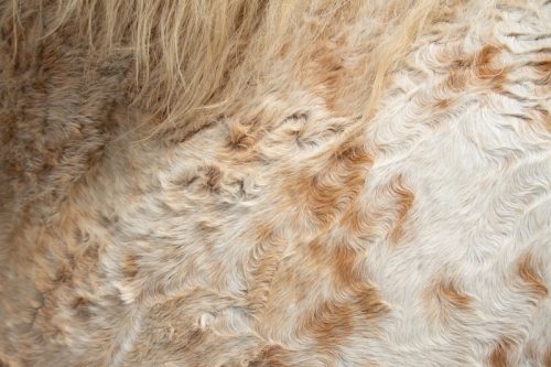 Curly Horse 1