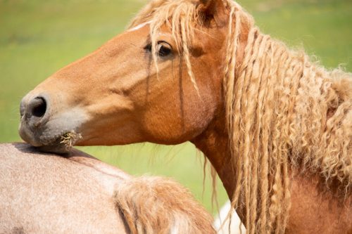 Curly Horse 3
