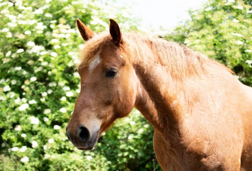 Curly Horse 4