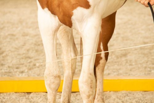 Curly Horse 5