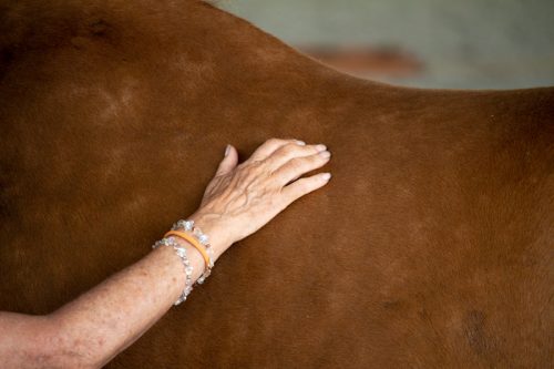 How to TTOUCH! Linda Tellington-Jones erklärt wie sie wirken 3