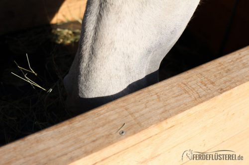 Stallwechsel Pferd Carey Fohlenhof Heutoy Heufresser