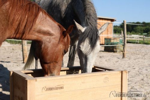 Stallwechsel Pferd Carey Fohlenhof Heutoy Heufresser