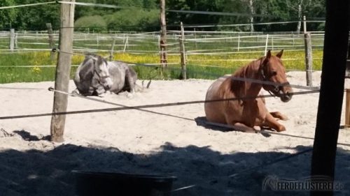 Stallwechsel Pferd Carey Fohlenhof Heutoy Heufresser