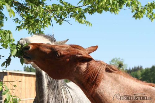 Stallwechsel Pferd Carey Fohlenhof Heutoy Heufresser