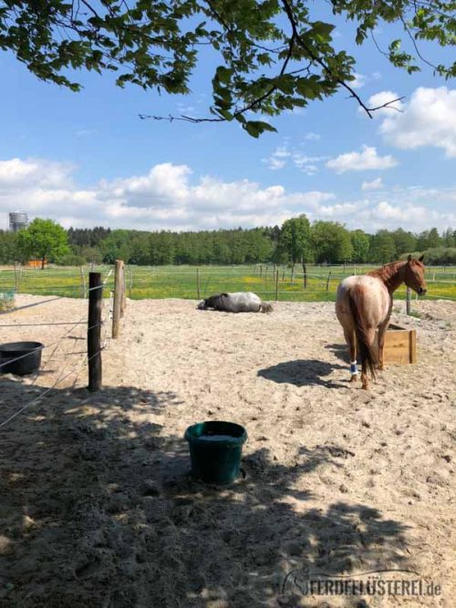 Stallwechsel Pferd Carey Fohlenhof Heutoy Heufresser