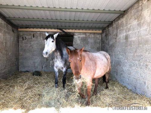 Stallwechsel Pferd Carey Fohlenhof Heutoy Heufresser