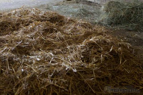Stallwechsel Pferd Carey Fohlenhof Heutoy Heufresser