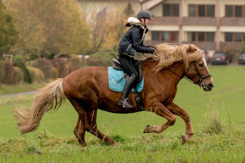 Finnpferde (Pic by Gestüt Freund)
