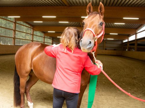 Anke Recktenwald Balance Pads Körperbänder Tellington