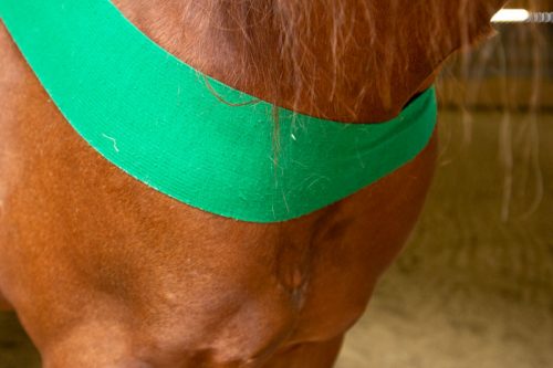 Anke Recktenwald Balance Pads Körperbänder Tellington