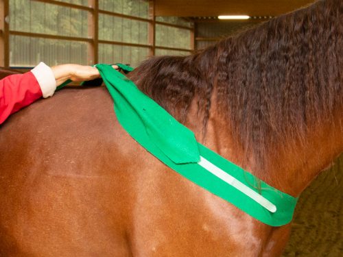Anke Recktenwald Balance Pads Körperbänder Tellington