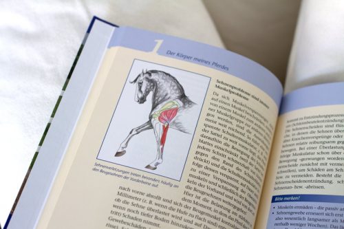 Gesundes Reiten
