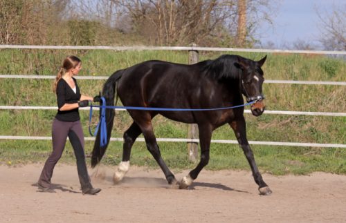 lisa-kittler-pferdetraining