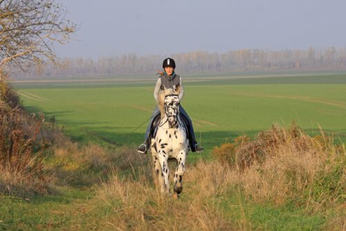 lisa-kittler-pferdetraining
