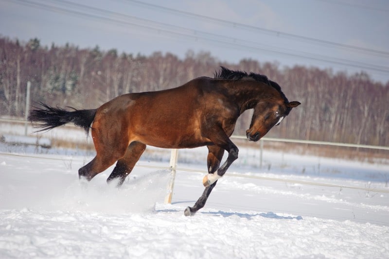 Pferd im Winter