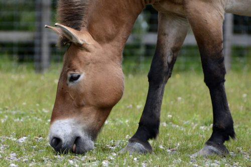 Przewalski-Pferde