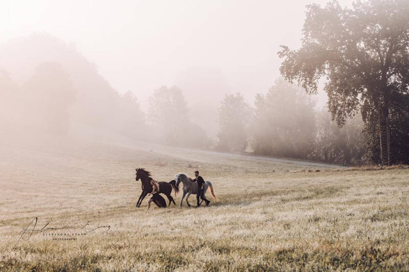 Die besten Tipps und Tricks für schöne Pferdefotos 3