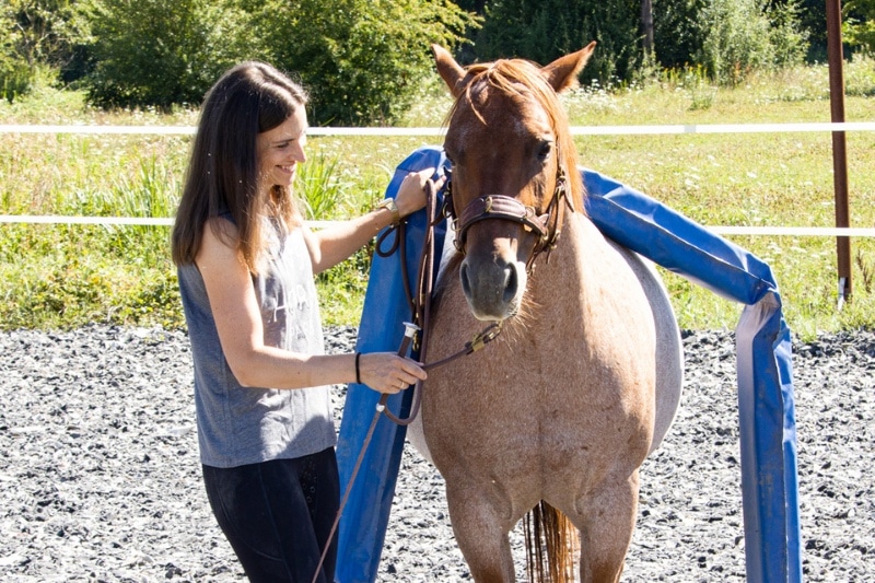 Trainingstipps! Diese Fehler solltest du beim Training unbedingt vermeiden 2 Trainingsplan-pferd5