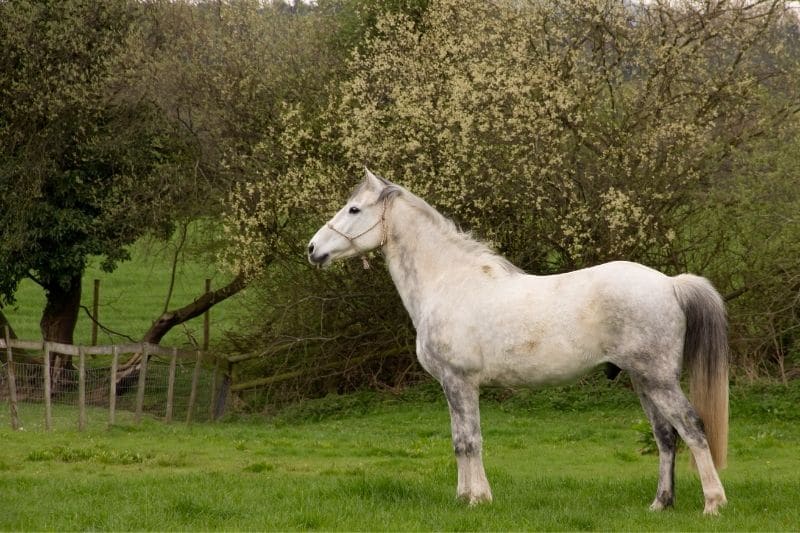 Nervöses Pferd - Verblüffende Tipps für mehr Gelassenheit 5 weißes Pferd auf der Koppel schaut aufmerksam geradeaus