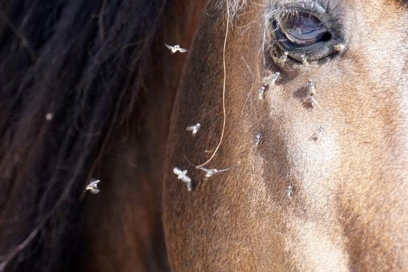 Die 9 besten Tipps gegen lästige Insekten am Stall 2 Pferdeauge mit vielen Fliegen