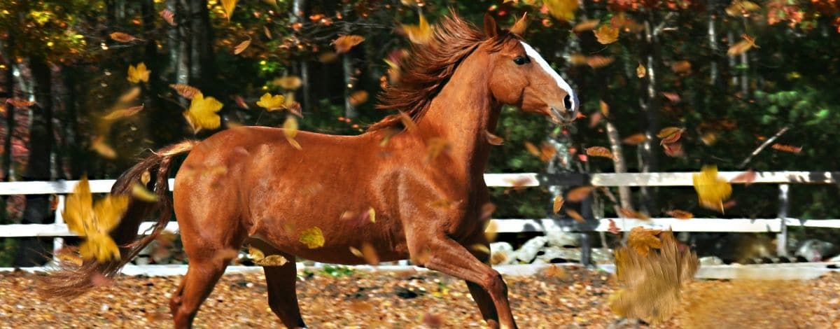 Quarter Pony Slider