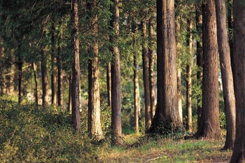 Bodenarbeit: Tipps ohne Reitplatz oder Halle 2 Wald