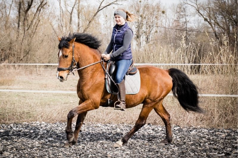 Übergänge richtig reiten 2 Hero im Galopp
