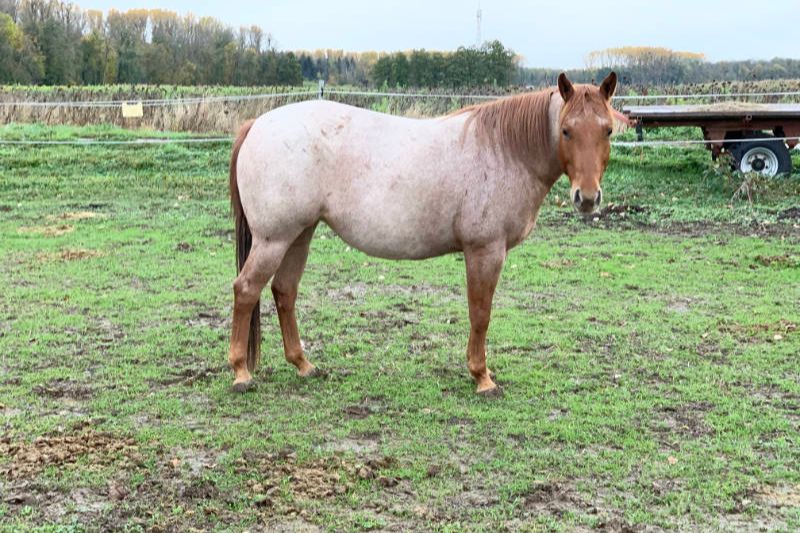Dickes Pferd! Was du wirklich tun kannst damit dein Pferd abnimmt 1 Carey dick