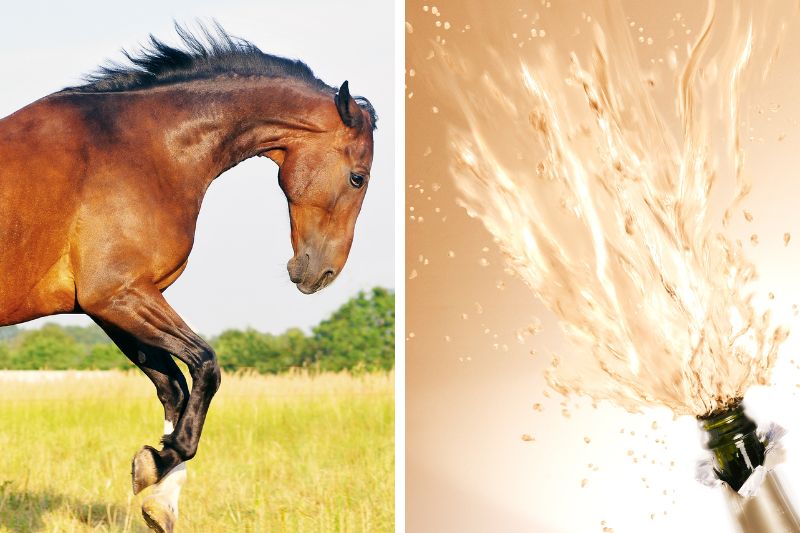 explosives Pferd