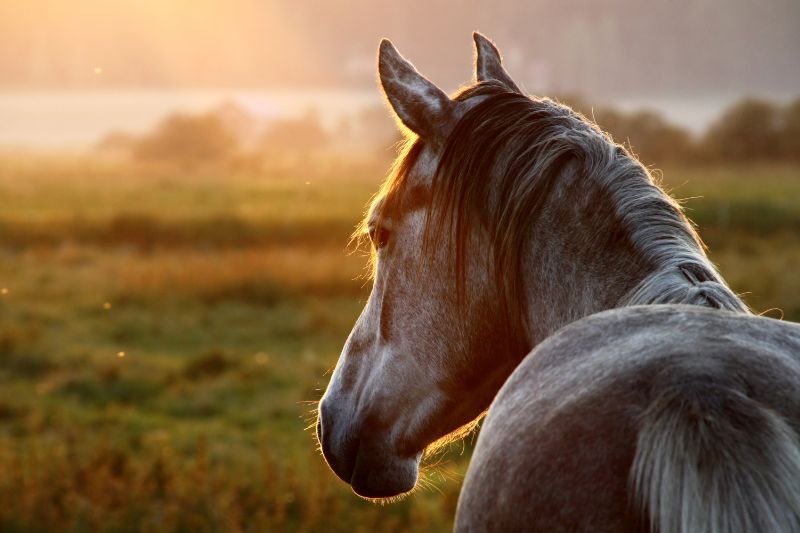 Richtiges Weidemanagement für die Pferdeweide im 👉🏻 September 3