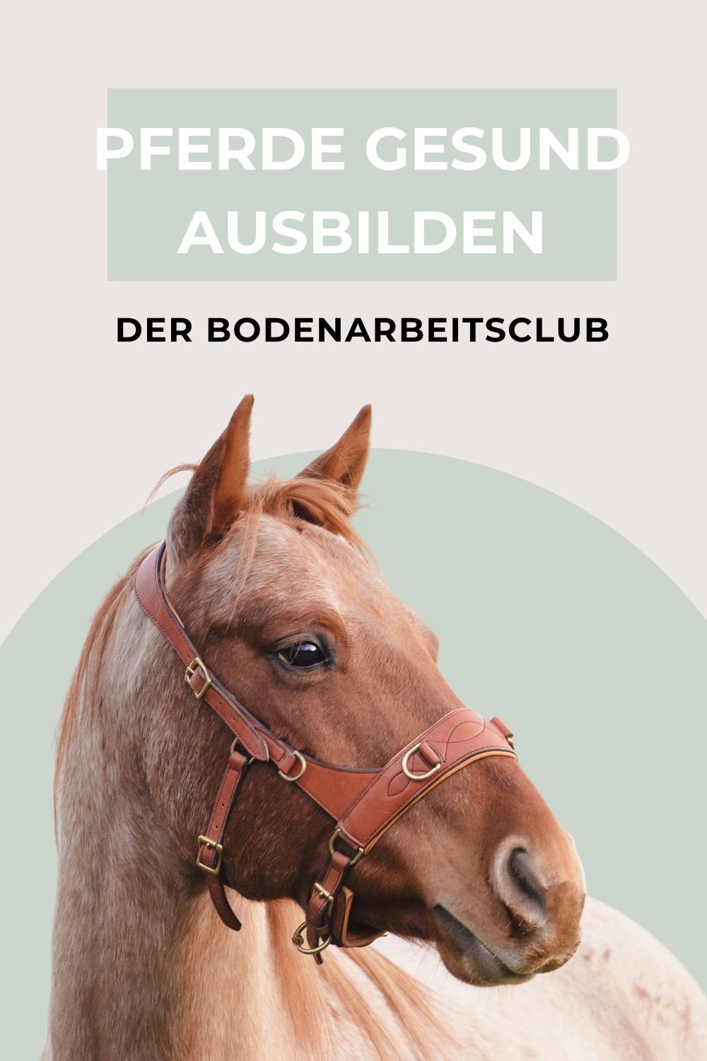 Pferdewissen auf der Pferdeflüsterei - unsere CLUBS 2